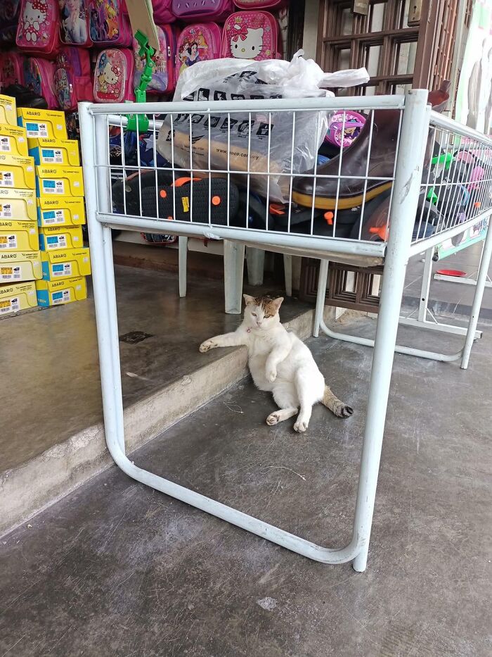 141 Of The Most Adorable Cats That Need A Raise For Their Top-Tier Work (New Pics)