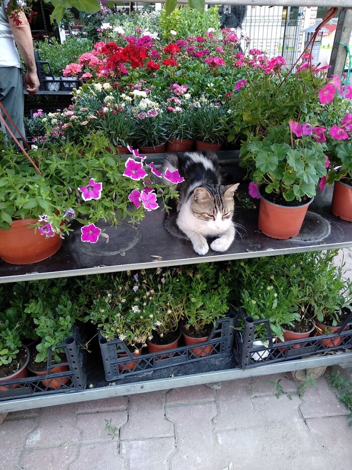 141 Of The Most Adorable Cats That Need A Raise For Their Top-Tier Work (New Pics)