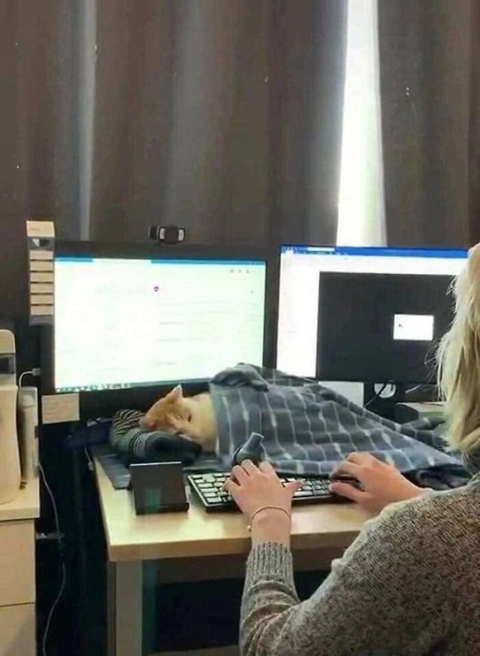 141 Of The Most Adorable Cats That Need A Raise For Their Top-Tier Work (New Pics)