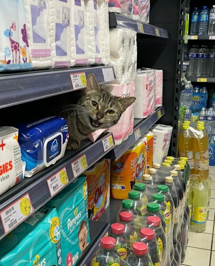 141 Of The Most Adorable Cats That Need A Raise For Their Top-Tier Work (New Pics)