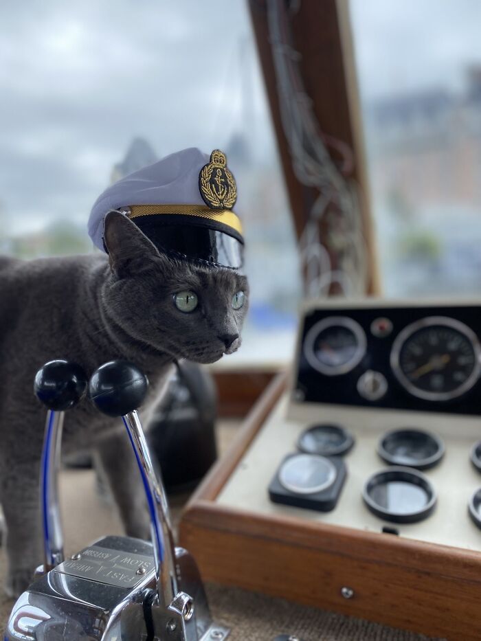 141 Of The Most Adorable Cats That Need A Raise For Their Top-Tier Work (New Pics)