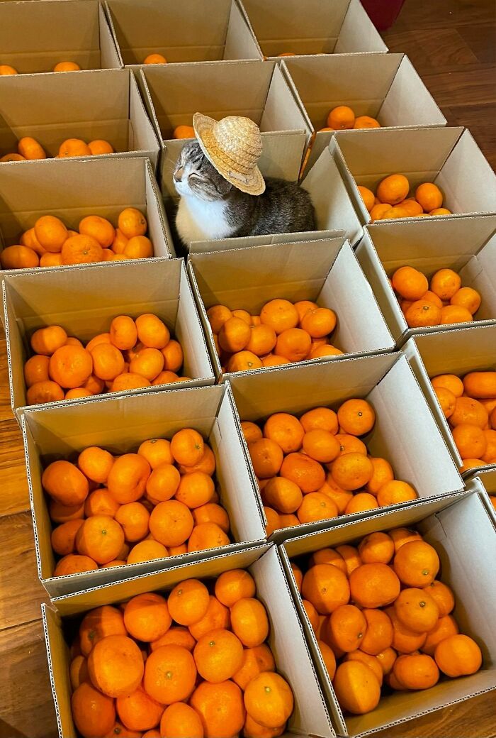 141 Of The Most Adorable Cats That Need A Raise For Their Top-Tier Work (New Pics)