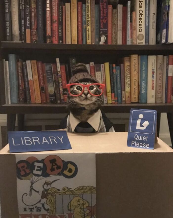 141 Of The Most Adorable Cats That Need A Raise For Their Top-Tier Work (New Pics)