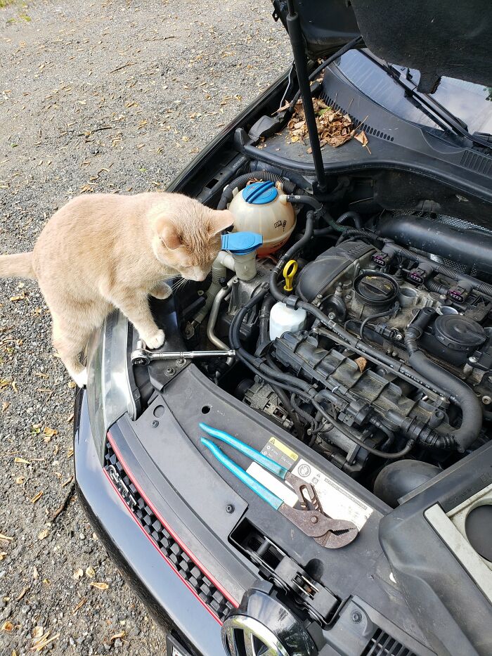141 Of The Most Adorable Cats That Need A Raise For Their Top-Tier Work (New Pics)