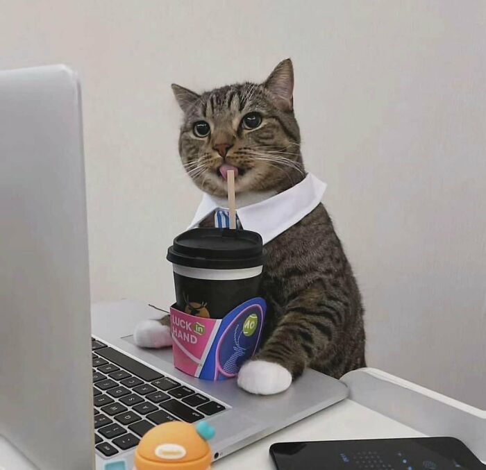 141 Of The Most Adorable Cats That Need A Raise For Their Top-Tier Work (New Pics)