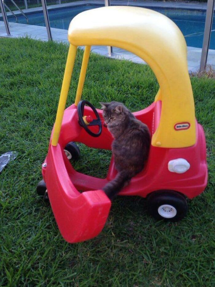 141 Of The Most Adorable Cats That Need A Raise For Their Top-Tier Work (New Pics)