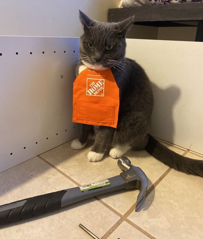 141 Of The Most Adorable Cats That Need A Raise For Their Top-Tier Work (New Pics)