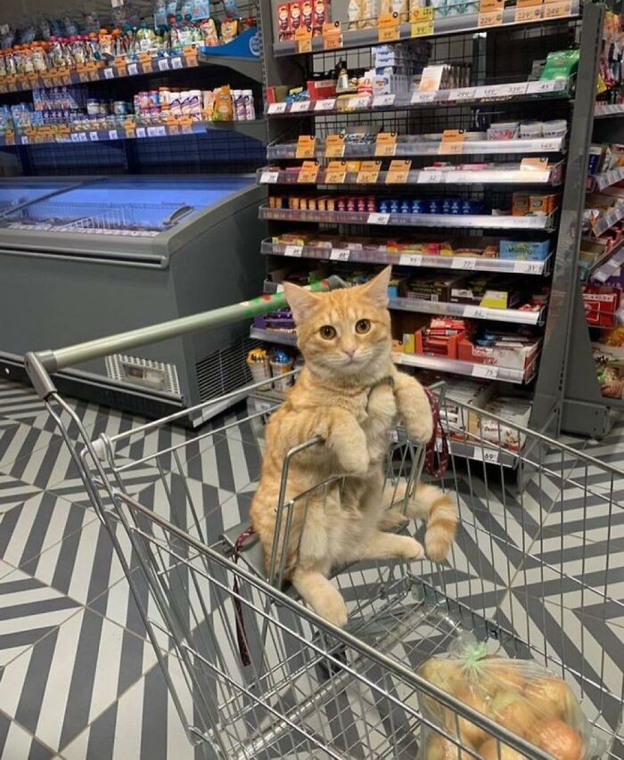 141 Of The Most Adorable Cats That Need A Raise For Their Top-Tier Work (New Pics)