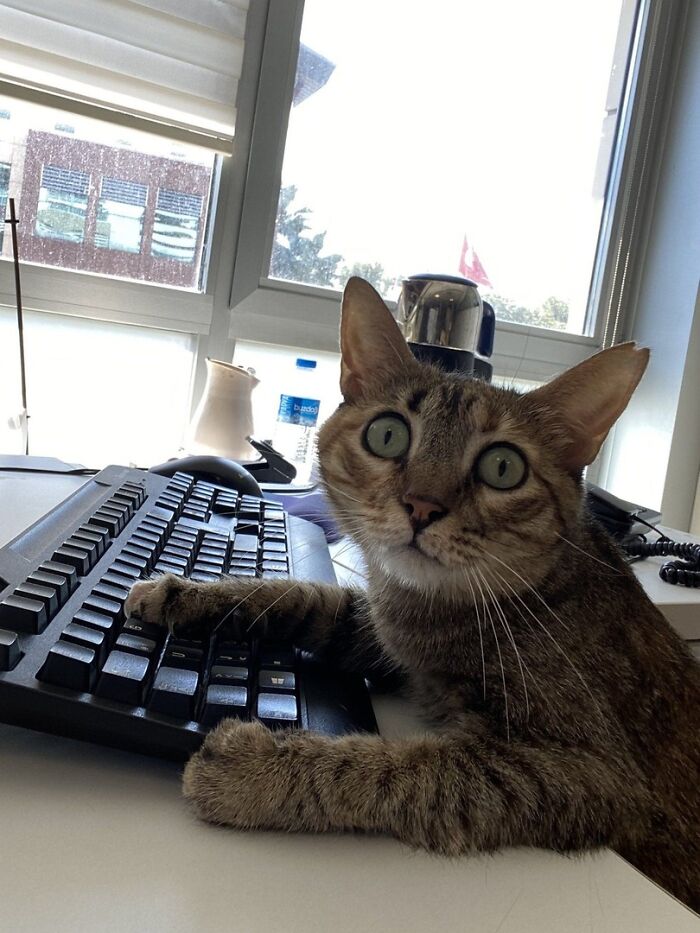 141 Of The Most Adorable Cats That Need A Raise For Their Top-Tier Work (New Pics)