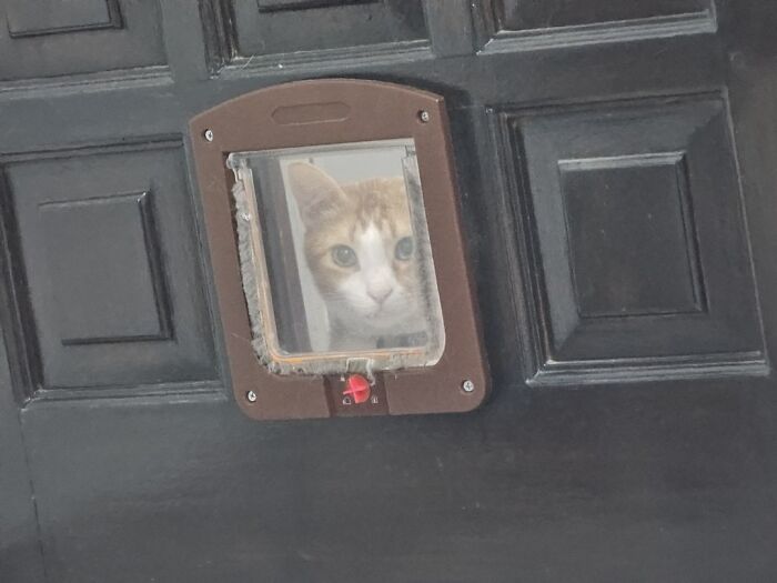 141 Of The Most Adorable Cats That Need A Raise For Their Top-Tier Work (New Pics)