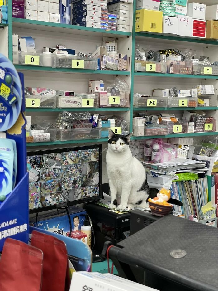 141 Of The Most Adorable Cats That Need A Raise For Their Top-Tier Work (New Pics)