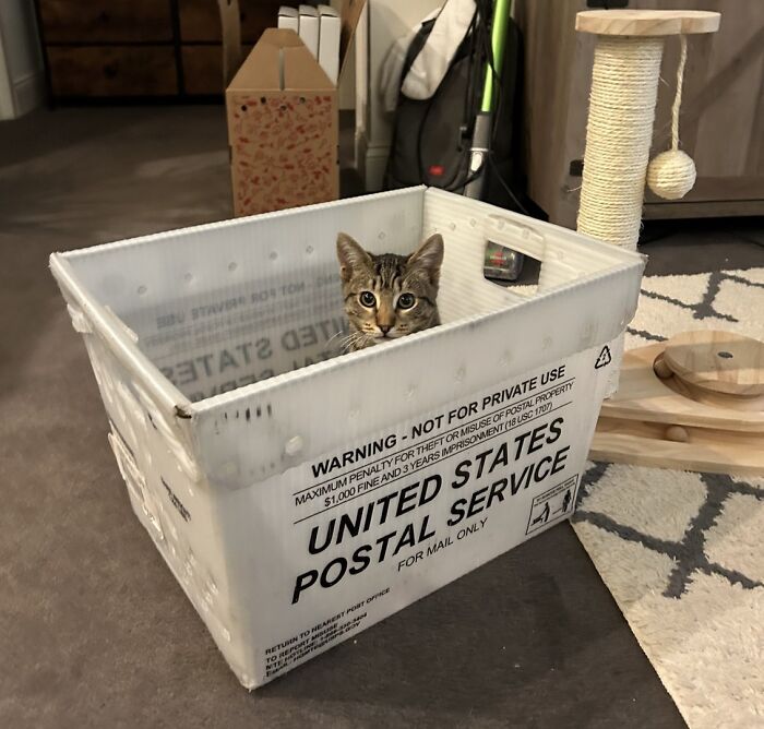 141 Of The Most Adorable Cats That Need A Raise For Their Top-Tier Work (New Pics)