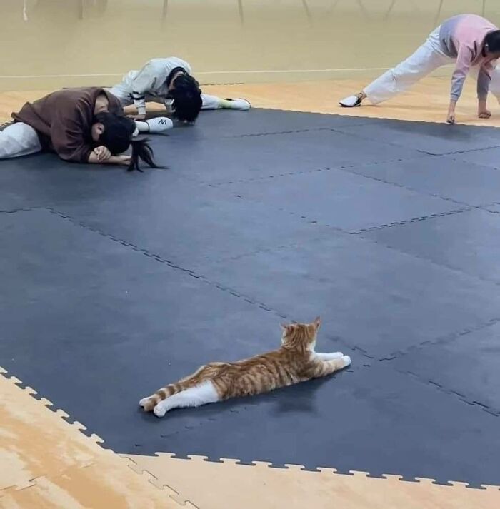 141 Of The Most Adorable Cats That Need A Raise For Their Top-Tier Work (New Pics)
