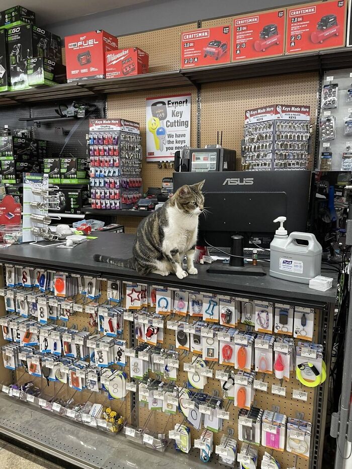 141 Of The Most Adorable Cats That Need A Raise For Their Top-Tier Work (New Pics)