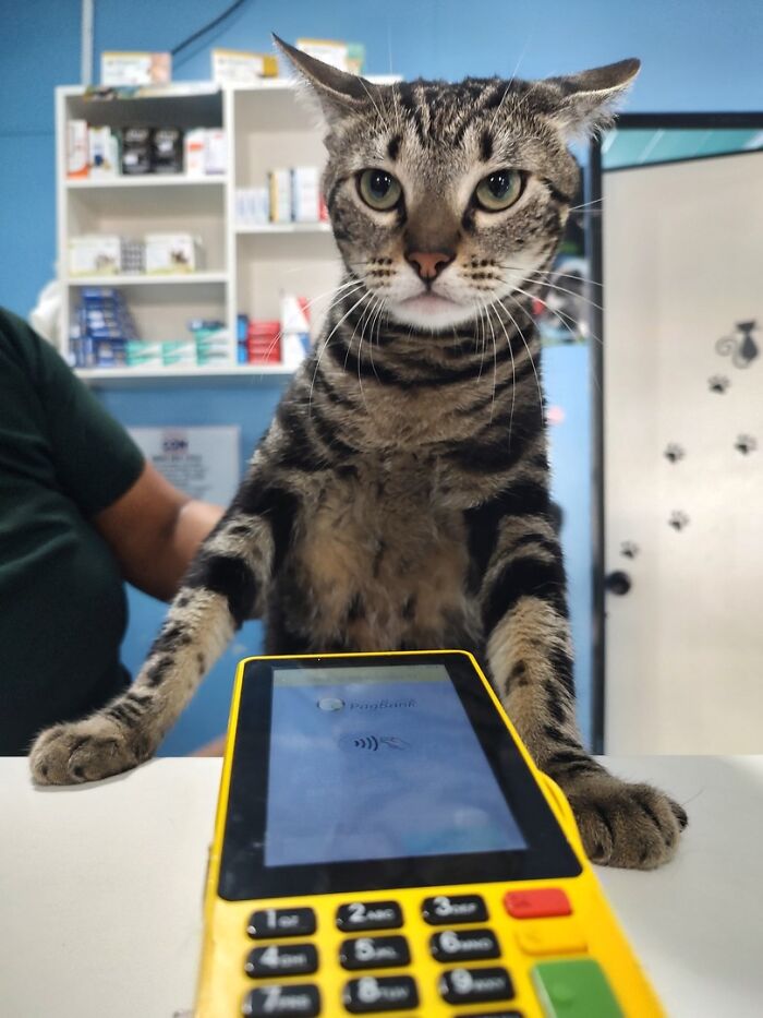 141 Of The Most Adorable Cats That Need A Raise For Their Top-Tier Work (New Pics)