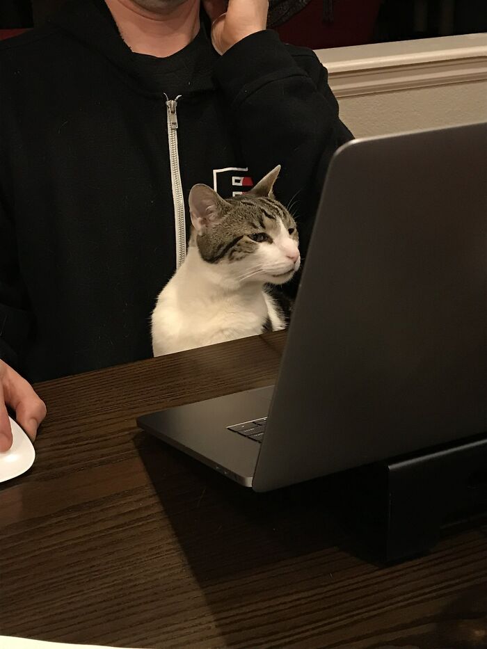 141 Of The Most Adorable Cats That Need A Raise For Their Top-Tier Work (New Pics)