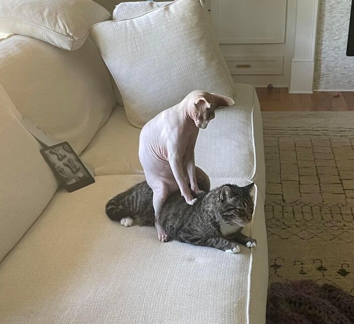 141 Of The Most Adorable Cats That Need A Raise For Their Top-Tier Work (New Pics)
