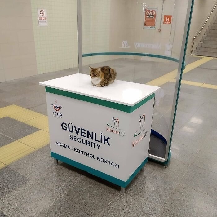 141 Of The Most Adorable Cats That Need A Raise For Their Top-Tier Work (New Pics)