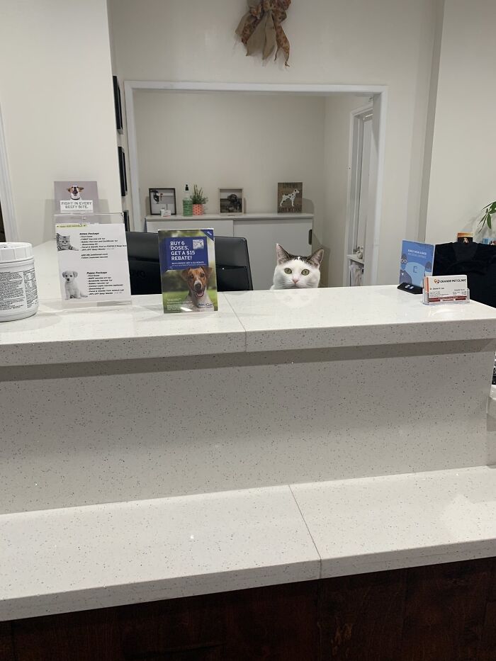 141 Of The Most Adorable Cats That Need A Raise For Their Top-Tier Work (New Pics)