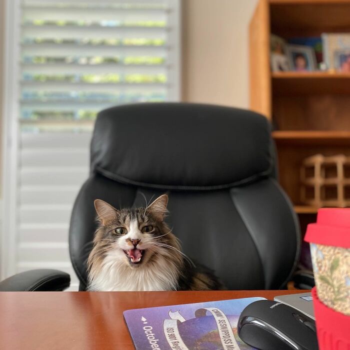 141 Of The Most Adorable Cats That Need A Raise For Their Top-Tier Work (New Pics)