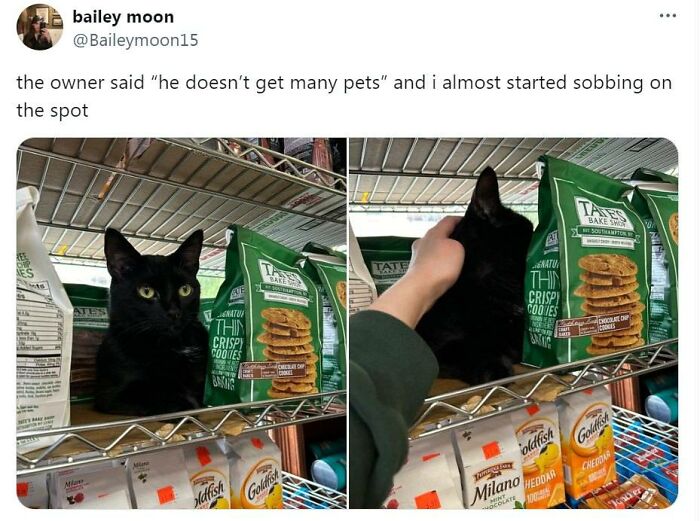 141 Of The Most Adorable Cats That Need A Raise For Their Top-Tier Work (New Pics)