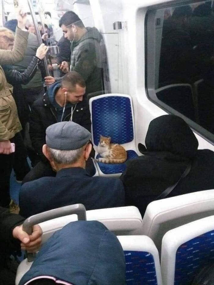 141 Of The Most Adorable Cats That Need A Raise For Their Top-Tier Work (New Pics)
