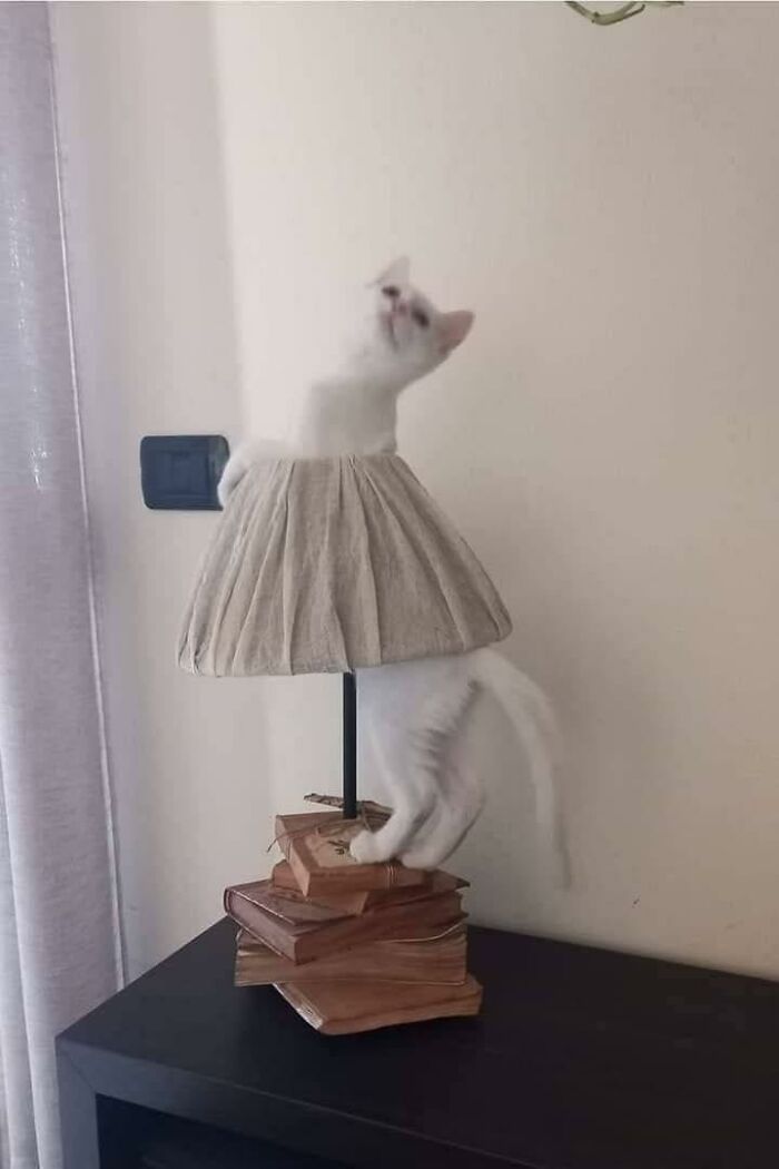 141 Of The Most Adorable Cats That Need A Raise For Their Top-Tier Work (New Pics)
