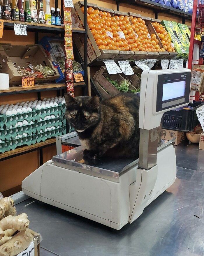 141 Of The Most Adorable Cats That Need A Raise For Their Top-Tier Work (New Pics)