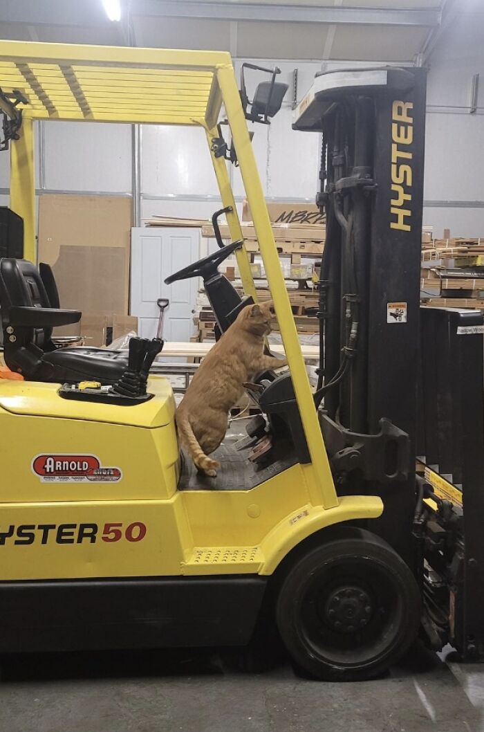 141 Of The Most Adorable Cats That Need A Raise For Their Top-Tier Work (New Pics)