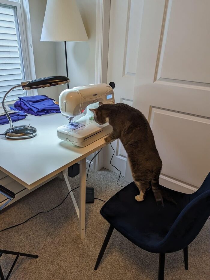 141 Of The Most Adorable Cats That Need A Raise For Their Top-Tier Work (New Pics)