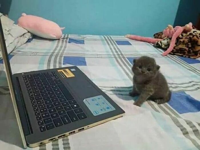 141 Of The Most Adorable Cats That Need A Raise For Their Top-Tier Work (New Pics)