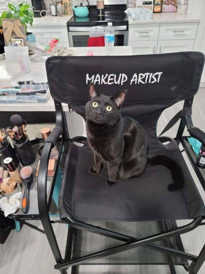 141 Of The Most Adorable Cats That Need A Raise For Their Top-Tier Work (New Pics)