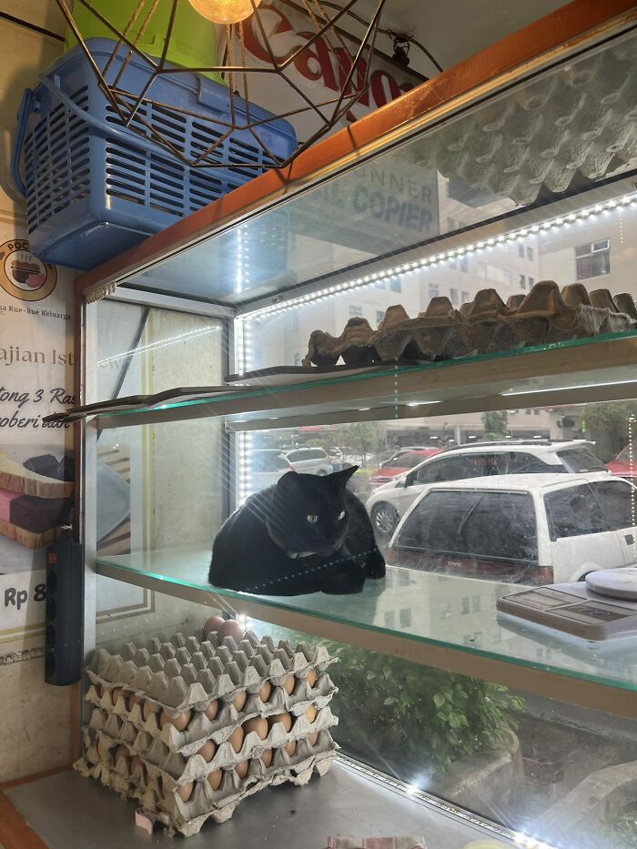 141 Of The Most Adorable Cats That Need A Raise For Their Top-Tier Work (New Pics)