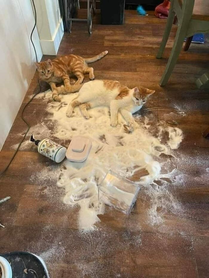 141 Of The Most Adorable Cats That Need A Raise For Their Top-Tier Work (New Pics)