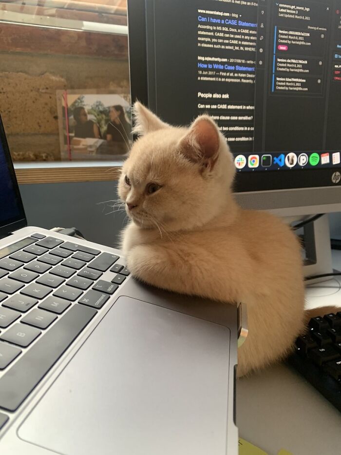 141 Of The Most Adorable Cats That Need A Raise For Their Top-Tier Work (New Pics)