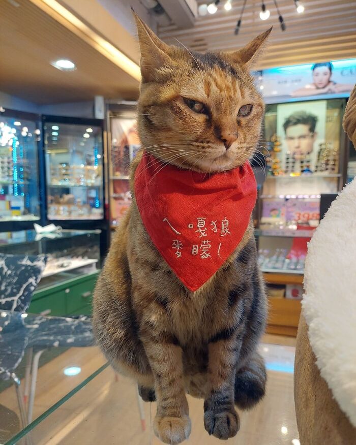 141 Of The Most Adorable Cats That Need A Raise For Their Top-Tier Work (New Pics)