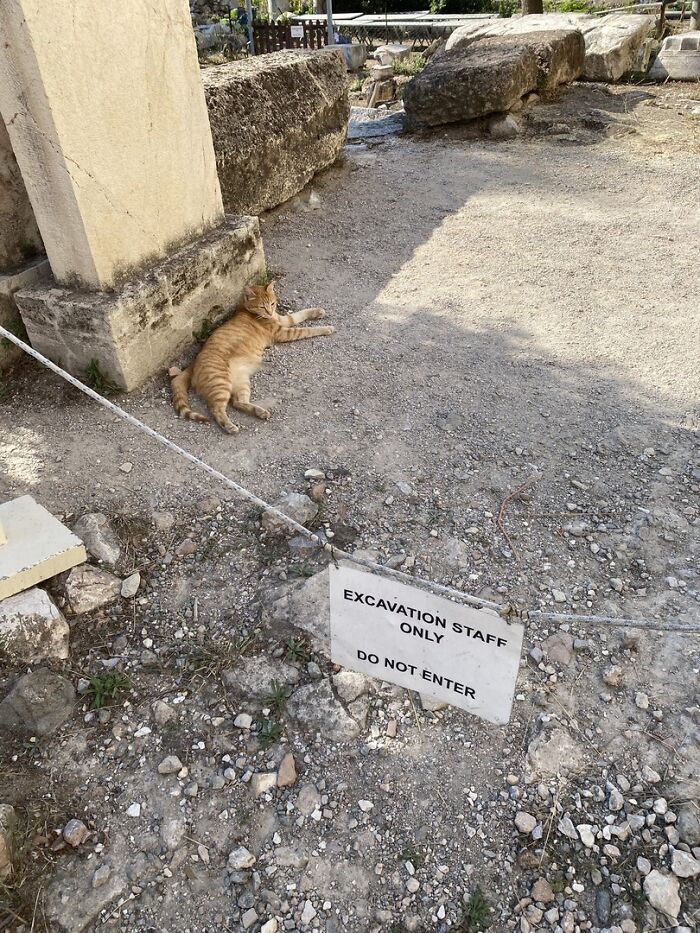 141 Of The Most Adorable Cats That Need A Raise For Their Top-Tier Work (New Pics)