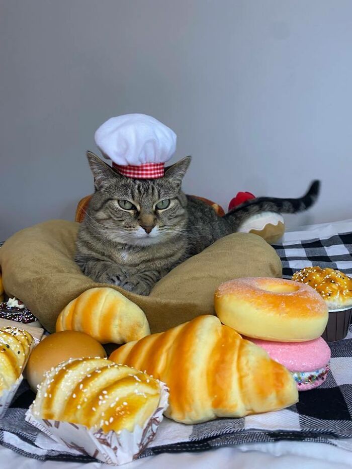 141 Of The Most Adorable Cats That Need A Raise For Their Top-Tier Work (New Pics)