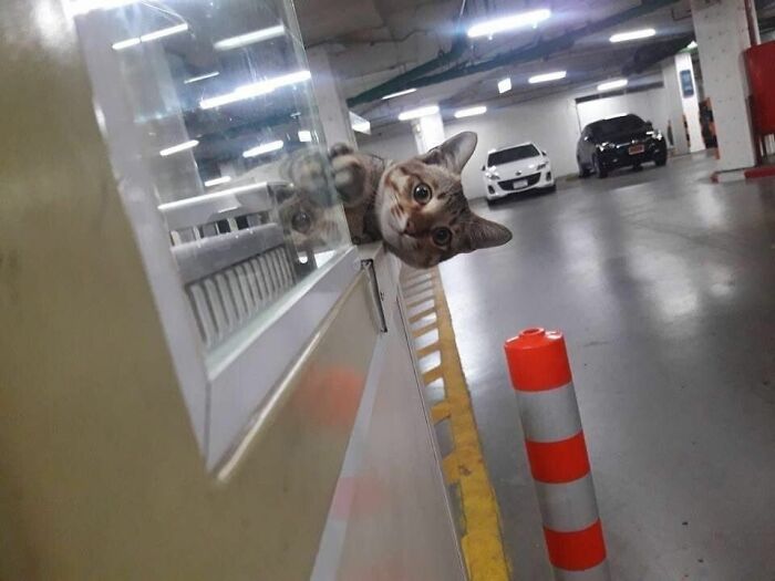 141 Of The Most Adorable Cats That Need A Raise For Their Top-Tier Work (New Pics)