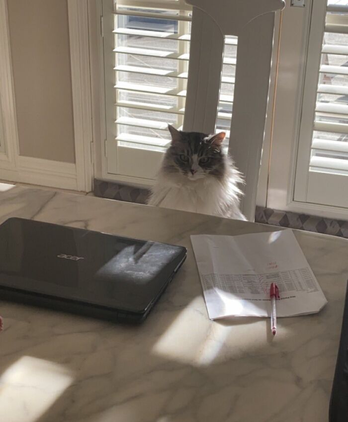 141 Of The Most Adorable Cats That Need A Raise For Their Top-Tier Work (New Pics)