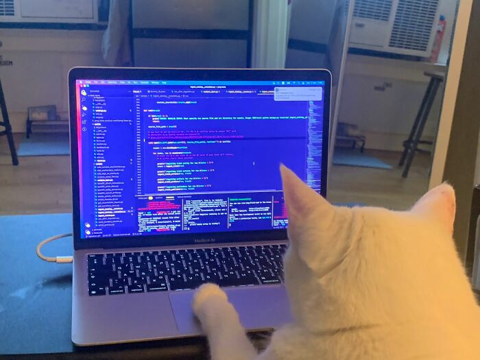 141 Of The Most Adorable Cats That Need A Raise For Their Top-Tier Work (New Pics)