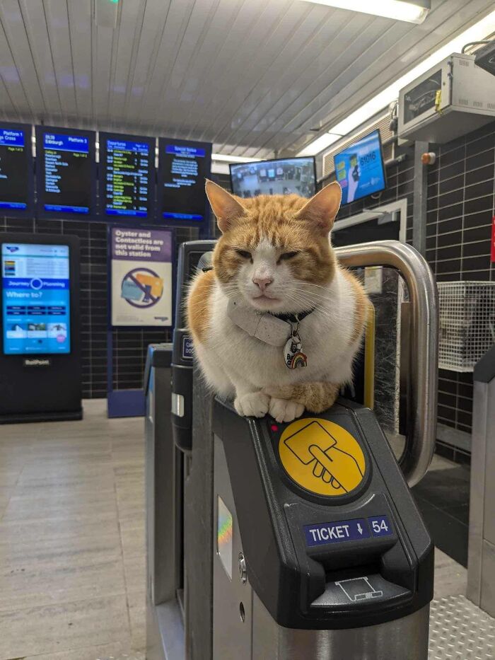 141 Of The Most Adorable Cats That Need A Raise For Their Top-Tier Work (New Pics)