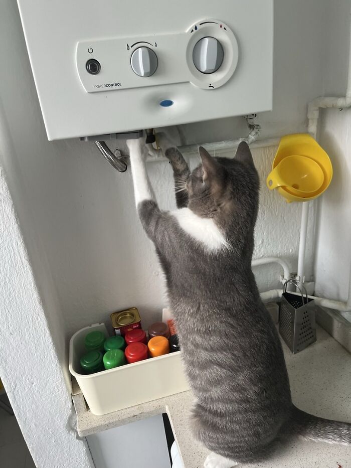 141 Of The Most Adorable Cats That Need A Raise For Their Top-Tier Work (New Pics)