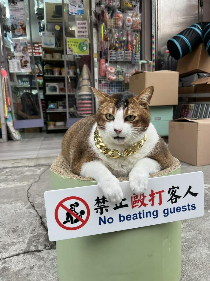 141 Of The Most Adorable Cats That Need A Raise For Their Top-Tier Work (New Pics)