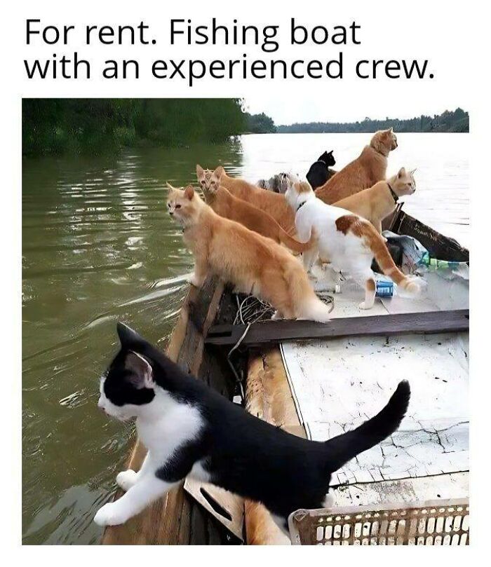 141 Of The Most Adorable Cats That Need A Raise For Their Top-Tier Work (New Pics)