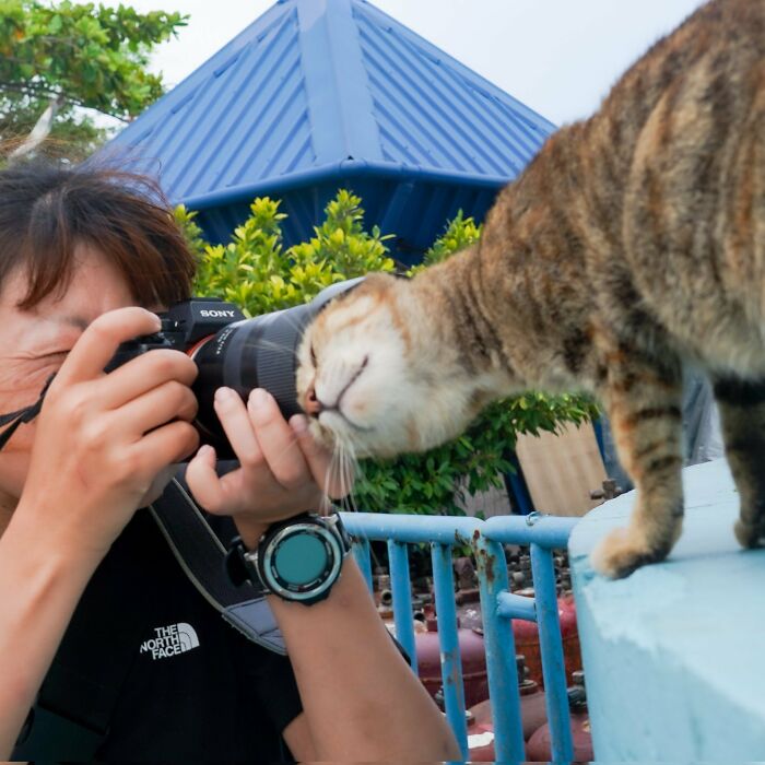 141 Of The Most Adorable Cats That Need A Raise For Their Top-Tier Work (New Pics)