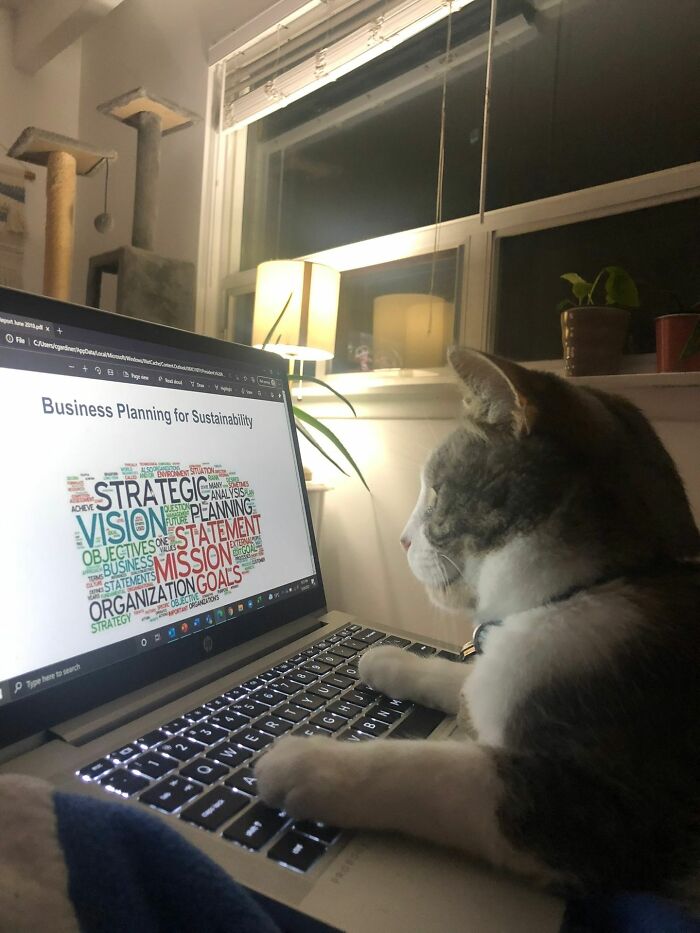 141 Of The Most Adorable Cats That Need A Raise For Their Top-Tier Work (New Pics)