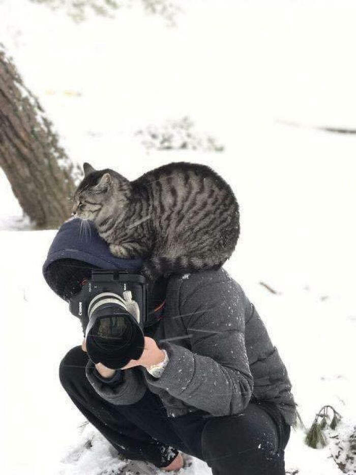 141 Of The Most Adorable Cats That Need A Raise For Their Top-Tier Work (New Pics)