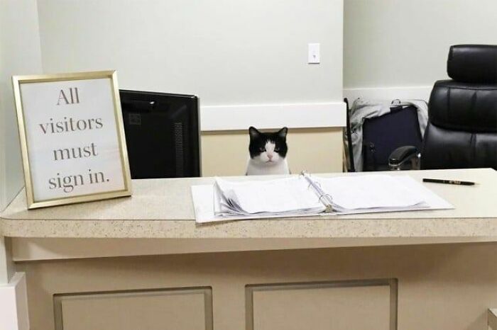 141 Of The Most Adorable Cats That Need A Raise For Their Top-Tier Work (New Pics)
