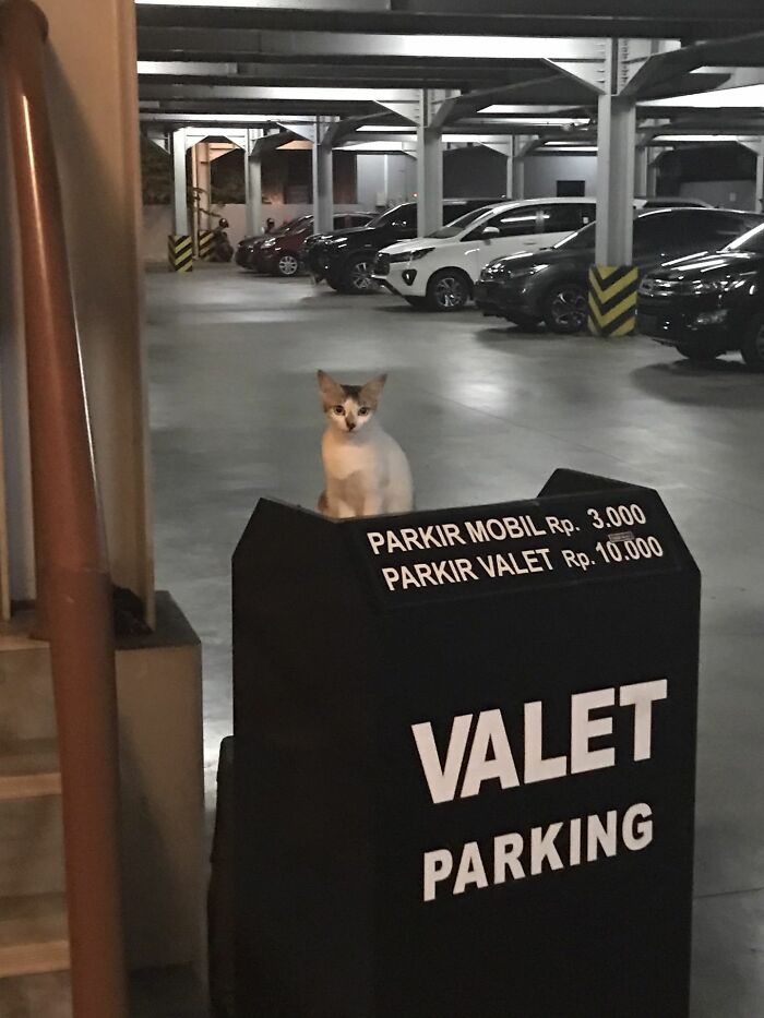 141 Of The Most Adorable Cats That Need A Raise For Their Top-Tier Work (New Pics)